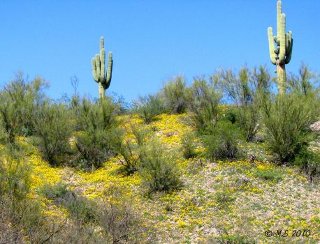 Arizona Desert, wildflowers - poppies.  Easier