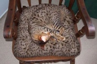 Tabby cat, tabby chair!