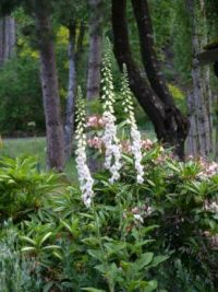 Digitalis gone wild