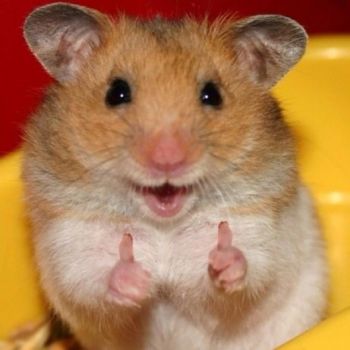 A cute little hamster