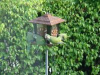 parrots 2