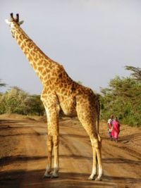 Giraffe watching Maasai women, Kenya