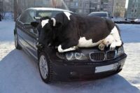 WRITE A CAPTION! This is the Cow with a Crumpled Horn, Who slept on the Beemer - all forlorn...