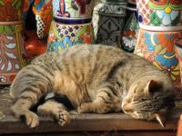 Cat Nap Among Clay Pots