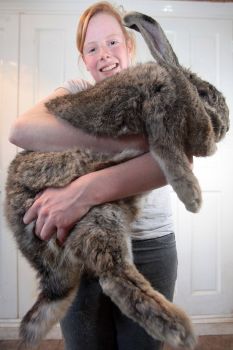 belgian rabbit giant