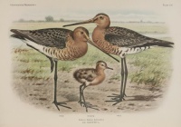 Black-tailed godwits with chick