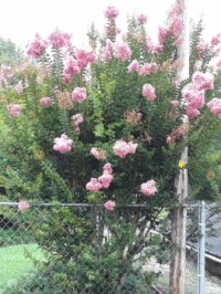 Happy Crape Myrtle  This one always blooms first as it is under one of my streetlights.