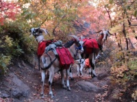 Packgoats in Fall Foliage - Monticello, UT