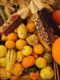 Fall Indian Corn & Gourds
