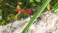 Another dragonfly