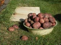 Spuds! Smaller puzzle