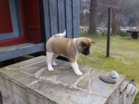 The puppy Aiko
