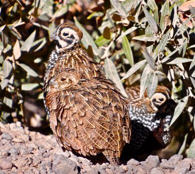 Momma Quail with her chick