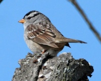 White-crowned Sparrow, Horse Park Trail, Del Mar, California