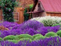 BEAUTIFUL LAVENDER...   