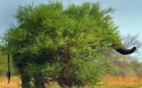 South_Africa_Marakele_National_Park