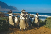 International African Penguin Awareness Day
