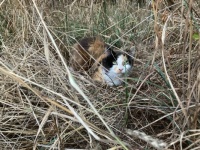 Katie in the long grass