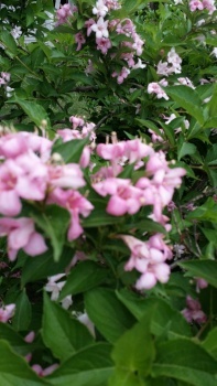 Weigela