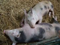 pigs at arlington, sussex