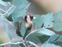 Goldfinch in our Eucalyptus tree