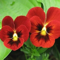4 ~ 'Pansy Sisters'
