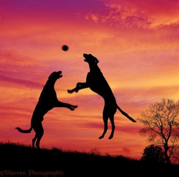 Saluki Lurchers saltando para atrapar una pelota al atardecer -Warren Photographic.co.uk