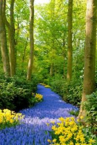 Lavender Path