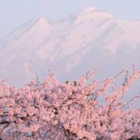Mountain blossom
