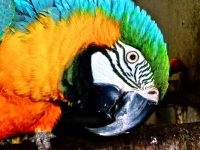 Blue and Gold Macaw
