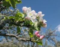 Apple blossoms