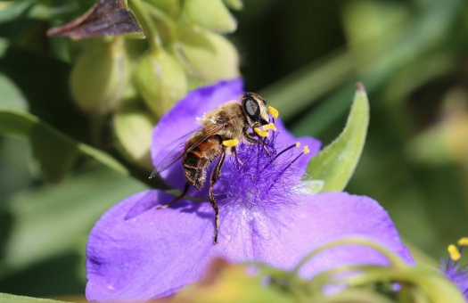 busy bee small