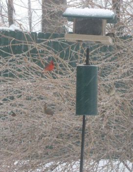 cardinals at the feeder, February, 2011