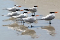 Royal terns just standing there together
