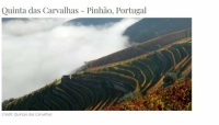 WINE-VINES-PORTUGAL