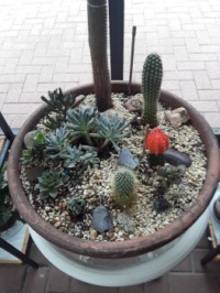 One of my many cactus little gardens in my lanai