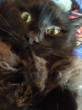 Mordred is Crazy-Eyes Cat.