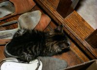 Kitten in a shoe (large)