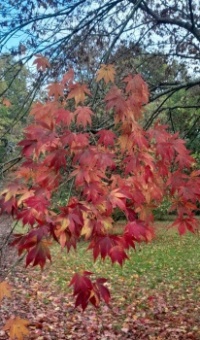 Last leaves standing