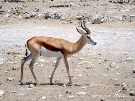 NAMIBIA – Etosha National Game Park – Springbok