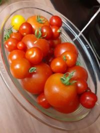 home-grown toms