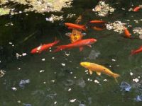 koi pond