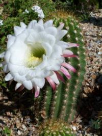Cactus Flower