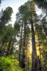 The Nevada Redwoods