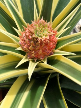 pink pineapple only grown in Costa Rica