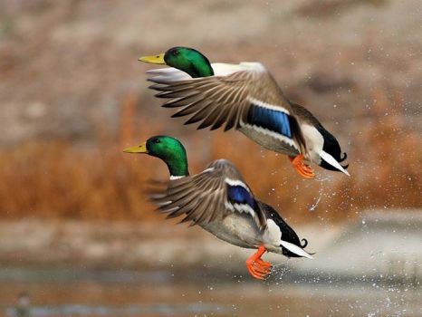 Mallard Ducks On Their Way