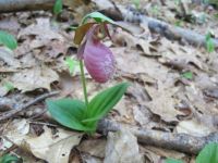 Next to my path in the woods... a very pleasant surprise this morning!