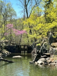 C&O canal in the spring