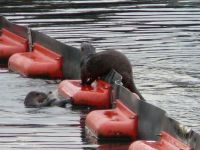 Otters at the Dock