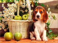 Guarding The Apples